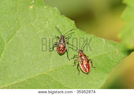 Stinkbug