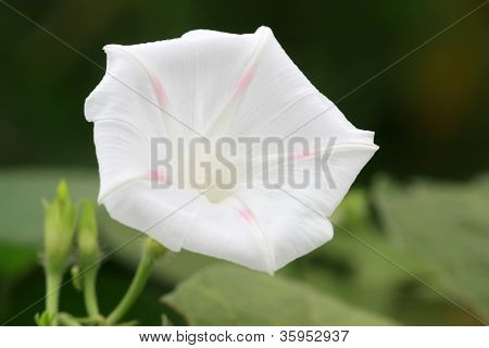 Blomster