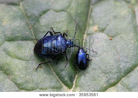 Stinkbug