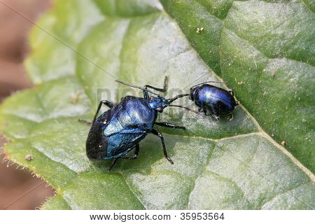 Stinkbug