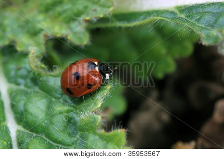 Ladybug