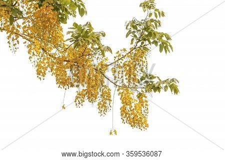 Branches And Leaves With Yellow Flowers On A White Background, Clipping Path, Dok Koon