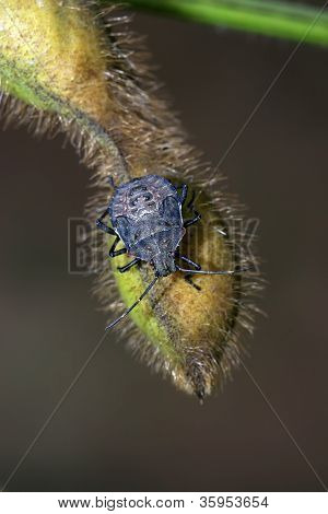 Stinkbug