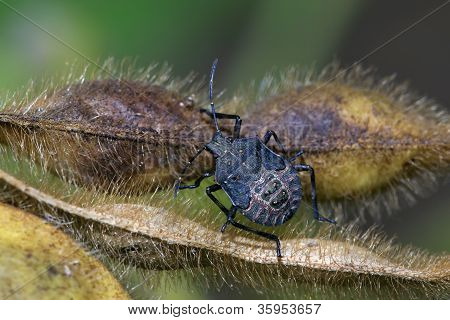 Stinkbug