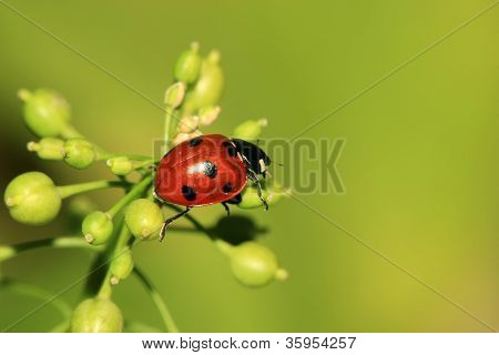 Ladybug