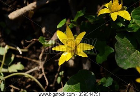 Close Up Of Yellow Flower, Lesser Celandine Or Ranunculus Ficaria