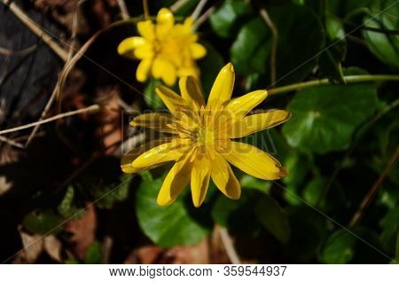 Close Up Of Yellow Flower, Lesser Celandine Or Ranunculus Ficaria