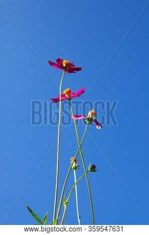 Beautiful Red Cosmos Flower Against Blue Sky
