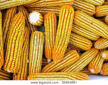 ข้าวโพดปลอม