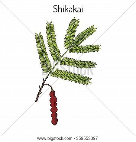 Shikakai Acacia Concinna , Or Soap Bobs, Saptala, Medicinal Plant. Hand Drawn Botanical Vector Illus