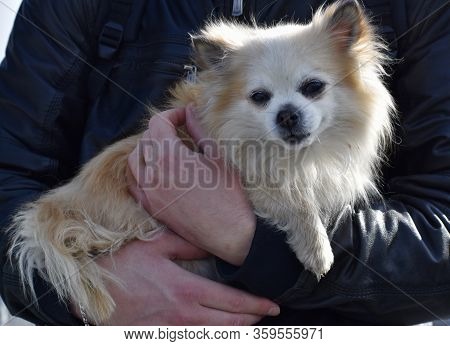 My Beloved Dog Is Always Happy Outside.