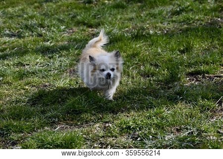My Beloved Dog Is Always Happy Outside.