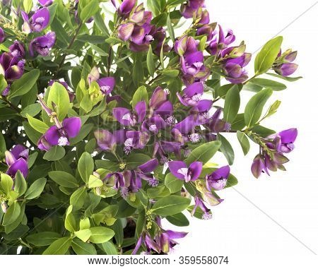 Polygala Myrtifolia In Front Of White Background