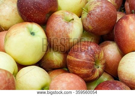 A Lot Of Fresh Tasty Ripe Red Apples Can Be Used As Background. Gala Is A Clonally Propagated Apple