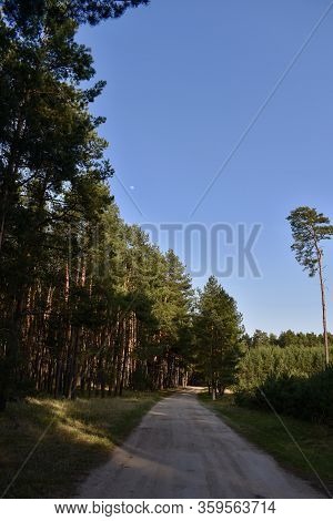 A Walk In The Forest Always Calms The Soul. There Is Peace And Quiet.