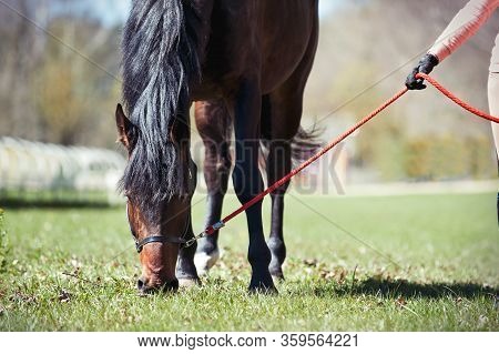 Portrait Of Chestnut Horse Grazing On A Green Grassland. Summertime Colored Outdoors Horizontal Imag