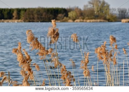 Evening Spring Walk To The Lake. The Sun Shines Beautifully And I Am Happy.