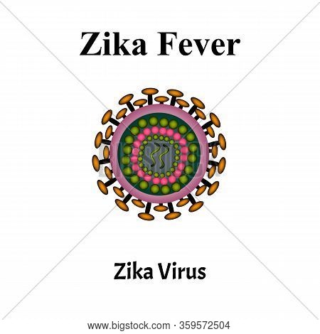 Zika Virus Structure. Zika Virus Infection. Sexually Transmitted Diseases. Infographics. Illustratio