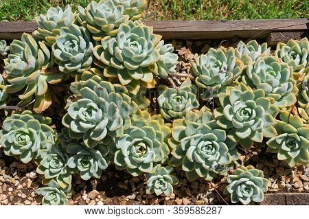 Beautiful Succulent Plants In The Flowerpot Outdoors. Echeveria Cactus Plant Leaves Close Up Texture