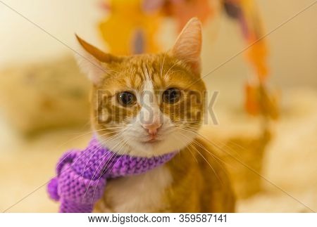 Portrait Of Young Funny Stray Ginger Cat