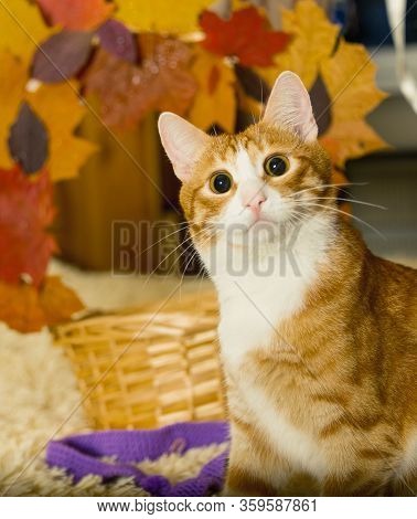 Portrait Of Young Funny Stray Ginger Cat
