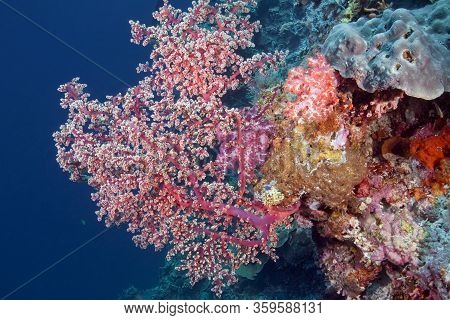 Bush Of Soft Coral From The Family Alcyonacea. Underwater Photography. Philippines.