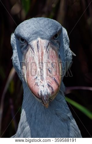 The Whale-head, Or King's Heron, Is A Bird Of The Order Stork-like.