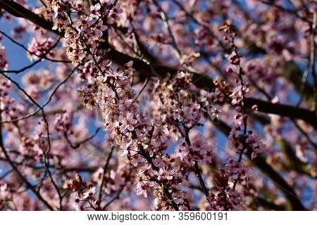 Spring Is Everywhere. Blooming Rose Petals Are Beautiful.
