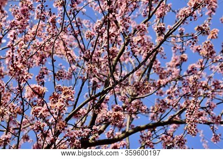 Spring Is Everywhere. Blooming Rose Petals Are Beautiful.