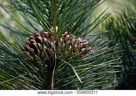 Nature In The Forest Is Beautiful And Peaceful. Cones Grow On A Tree.