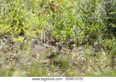 Crested Lark, Galerida Cristata, In The Grass On The Meadow. Bird In The Nature Habitat.