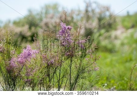 Branch With Pink Flowers Of The Tamarisk Or Tamarix Ramosissima.