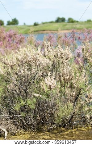 Branch With Pink Flowers Of The Tamarisk Or Tamarix Ramosissima.
