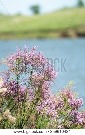A Branch With Pink Flowers Of Tamarisk Or Tamarix Ramosissima Growing On A Pond