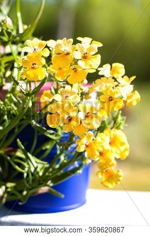 Orange Nemesia Strumosa Or Cape Jewels Flower In Sunny Day