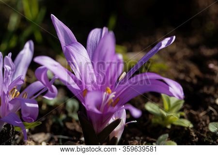 Spring Meadow Saffron, Bulbocodium Vernum