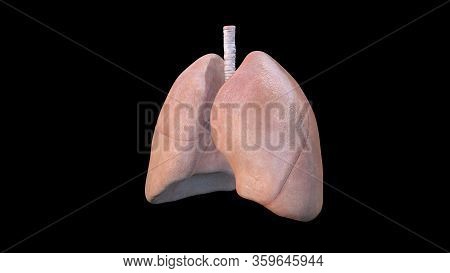 Lungs, 3d Illustration Of Lungs - Part Of Human Organic, Human Respiratory System Anatomy, Sars Dise