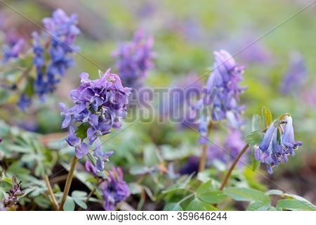 First Spring Flowers In A Forest. Fumewort, Corydalis Solida Blooming In A Green Grass