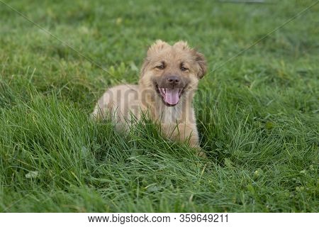 Close Up On Cute Brown Mixed Breed Dog On Grass, Smiling