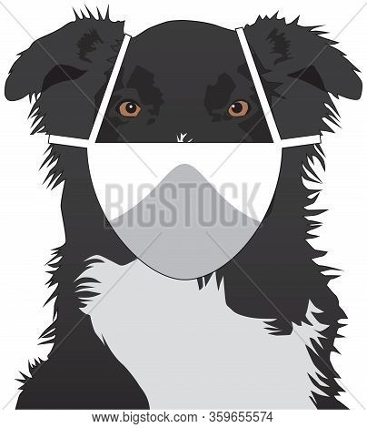 An Australian Shepherd Wearing A Face Mask Is Staring At The Viewer