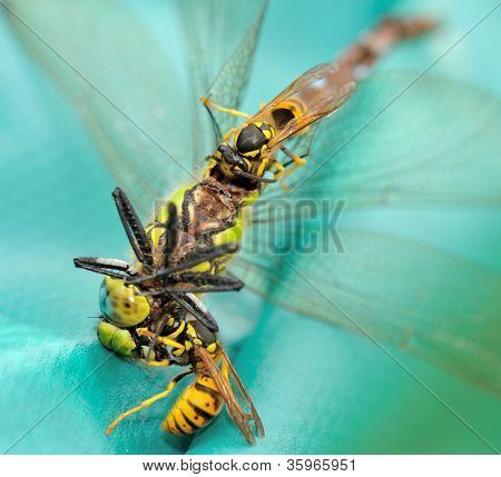 Wespen Essen eine Libelle