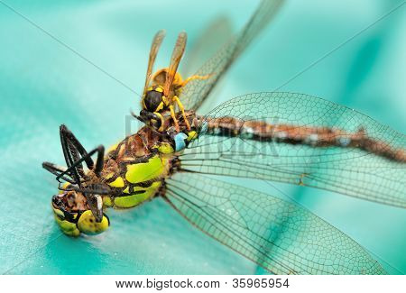 WASP jí Dragonfly