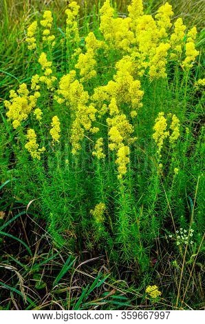 Blooming Field Of The Lady's Or Yellow Bedstraw (galium Verum)