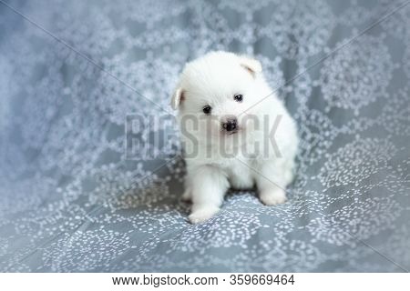 Cute Adorable Fluffy White Spitz Dog Puppy