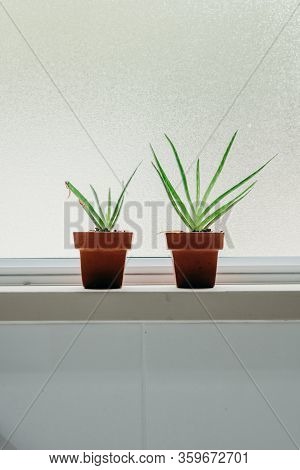 Aloe Vera Plants In Bathroom. Background With Free Space.