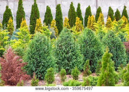 Thuja Seedling Garden Growing In Rows, Ornamental Plants For Landscape Design.