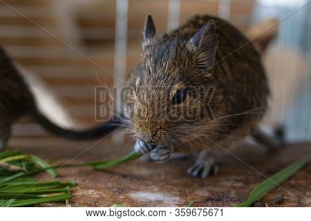Portrait Of A Degu Squirrel Eating Grass