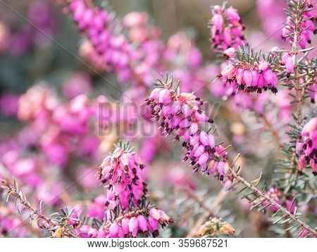 Blooming Calluna Vulgaris, Known As Common Heather, Ling, Or Simply Heather. Natural Spring Backgrou