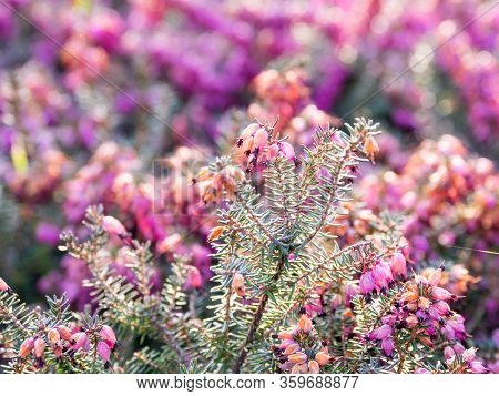 Blooming Calluna Vulgaris, Known As Common Heather, Ling, Or Simply Heather. Natural Spring Backgrou