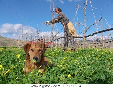 SICILY, ITALY - FEBRUARY 29, 2007: a grower is working between young trees without leaves of his orchard and his dog is looking at the camera